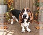 FAITH - Female Basset Hound Dog for Adoption - Small photo