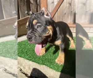American Bully Puppy for sale in OAKLAND, CA, USA