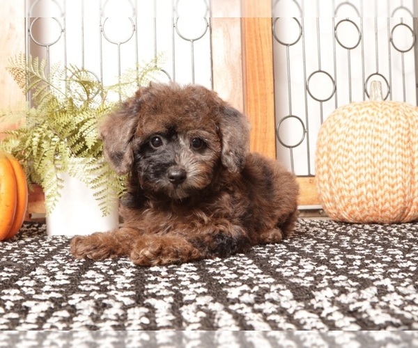 Medium Photo #3 Poodle (Miniature) Puppy For Sale in NAPLES, FL, USA