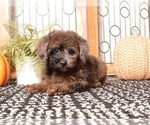 Puppy 2 Poodle (Miniature)