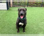 Small #2 American Pit Bull Terrier