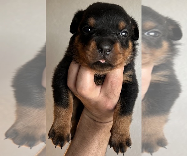 Medium Photo #25 Rottweiler Puppy For Sale in AURORA, CO, USA