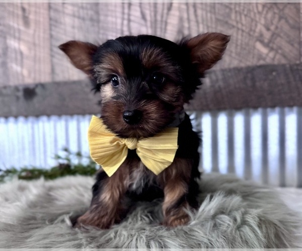 Medium Photo #3 Yorkshire Terrier Puppy For Sale in NAPPANEE, IN, USA
