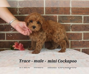 Cockapoo (Miniature) Puppy for sale in CLARKRANGE, TN, USA
