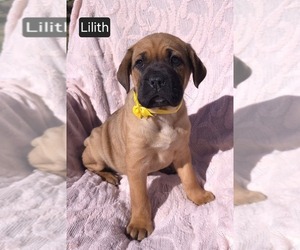 Cane Corso Puppy for sale in MINERAL WELLS, WV, USA