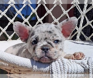 Boston Terrier Puppy for sale in CLINTON, NJ, USA