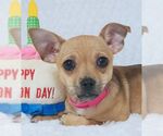 Small #6 Chihuahua