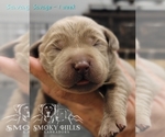 Small Photo #69 Labrador Retriever Puppy For Sale in POCAHONTAS, IL, USA