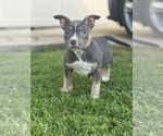 Small #6 American Bully
