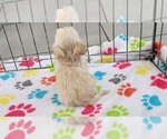 Small #6 Maltese-Poodle (Toy) Mix