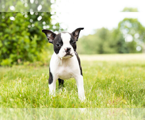 Medium Photo #4 Boston Terrier Puppy For Sale in WARSAW, IN, USA