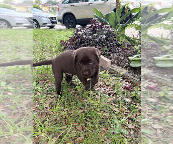 Medium Photo #4 Labrador Retriever Puppy For Sale in LEHIGH ACRES, FL, USA