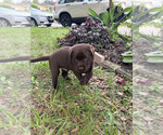 Small #3 Labrador Retriever