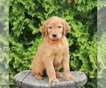 Small #4 Golden Irish