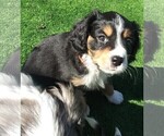 Puppy 3 Australian Shepherd-Cavalier King Charles Spaniel Mix
