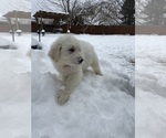 Puppy Breck Great Pyrenees