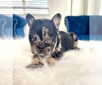 Small #2 French Bulldog