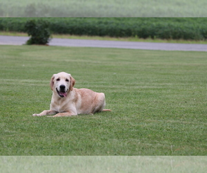 Golden Labrador Puppy for sale in SHILOH, OH, USA