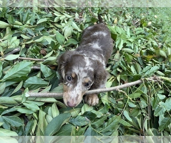 Medium Photo #6 Dachshund Puppy For Sale in KILN, MS, USA