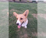Puppy Peaches Pembroke Welsh Corgi