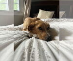 Small #3 Golden Retriever Mix