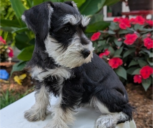 Medium Photo #44 Schnauzer (Miniature) Puppy For Sale in GOSHEN, IN, USA