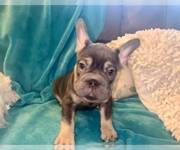 Medium Photo #3 French Bulldog Puppy For Sale in LITITZ, PA, USA