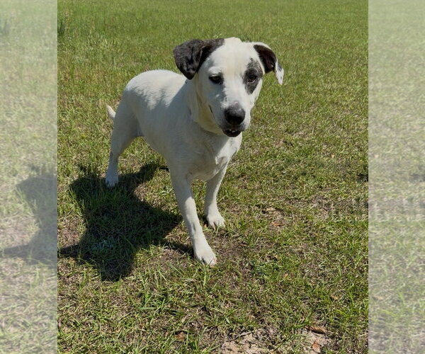 Medium Photo #3 Mutt Puppy For Sale in Rockaway, NJ, USA