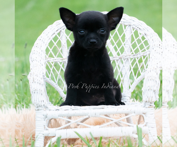 Medium Photo #5 Chihuahua Puppy For Sale in WARSAW, IN, USA