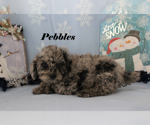Medium Photo #12 Poodle (Toy) Puppy For Sale in CHANUTE, KS, USA