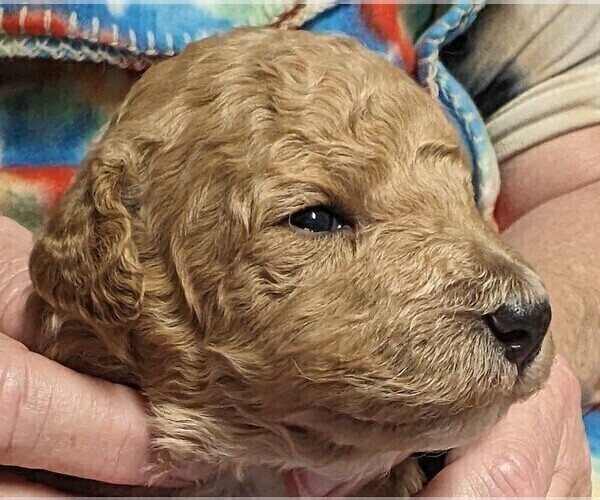 Medium Photo #1 Poodle (Miniature) Puppy For Sale in LEBANON, OR, USA