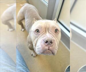 American Pit Bull Terrier Dogs for adoption in Derwood, MD, USA