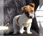 Small Photo #3 Jack Russell Terrier Puppy For Sale in LEBANON, PA, USA