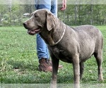 Small Photo #1 Labrador Retriever Puppy For Sale in NEOLA, WV, USA