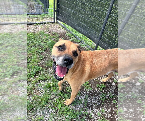 Medium Photo #1 Mutt Puppy For Sale in Abbeville, LA, USA
