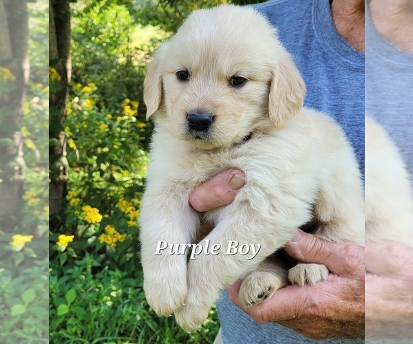 Medium Photo #2 Golden Retriever Puppy For Sale in THAXTON, VA, USA