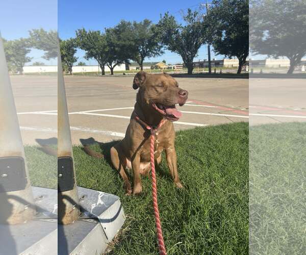 Medium Photo #2 Mutt Puppy For Sale in Rowlett, TX, USA