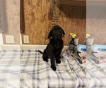 Small #5 Labrador Retriever
