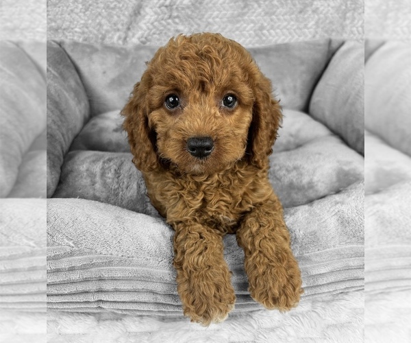 Medium Photo #1 Goldendoodle (Miniature) Puppy For Sale in FRANKLIN, IN, USA