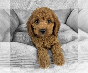 Goldendoodle (Miniature) Puppy for sale in FRANKLIN, IN, USA