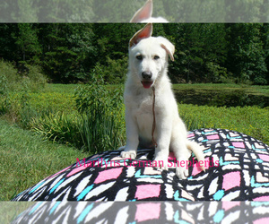 German Shepherd Dog Puppy for Sale in PIEDMONT, Missouri USA