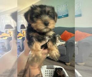 Yorkshire Terrier Puppy for sale in WINSTON SALEM, NC, USA