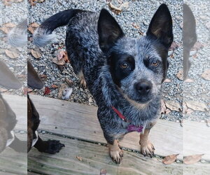 Molly - Female Mutt Dog for Adoption - Photo #2