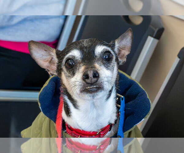Medium Photo #1 Rat Terrier Puppy For Sale in Mundelein, IL, USA