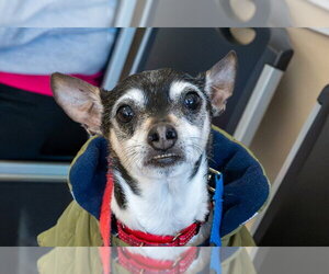 Rocky - Male Rat Terrier Dog for Adoption