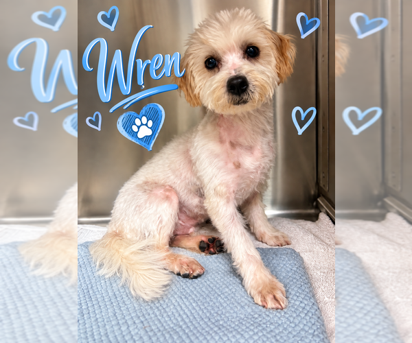 Medium Photo #1 Maltipoo (Miniature) Puppy For Sale in San Diego , CA, USA