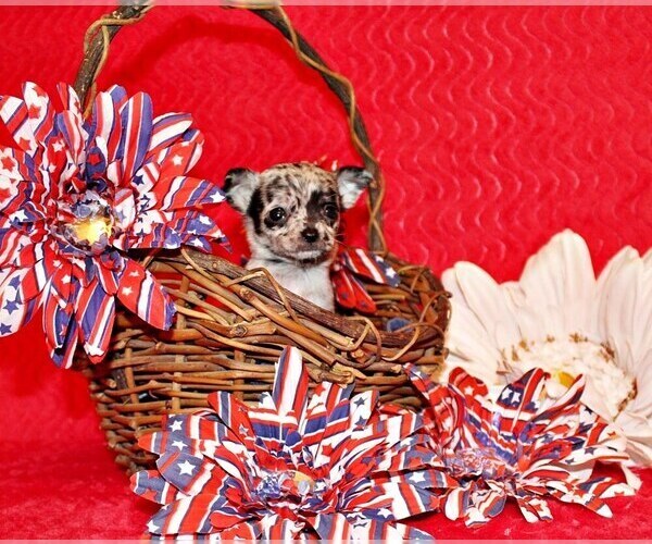 Medium Photo #11 Chihuahua Puppy For Sale in CHARLESTON, AR, USA