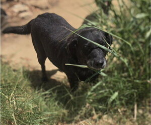 Carface Carruthers - Male Labrador Retriever-Unknown Mix Dog for Adoption - Photo #3