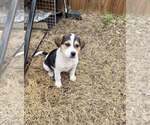 Small #1 Beagle Mix