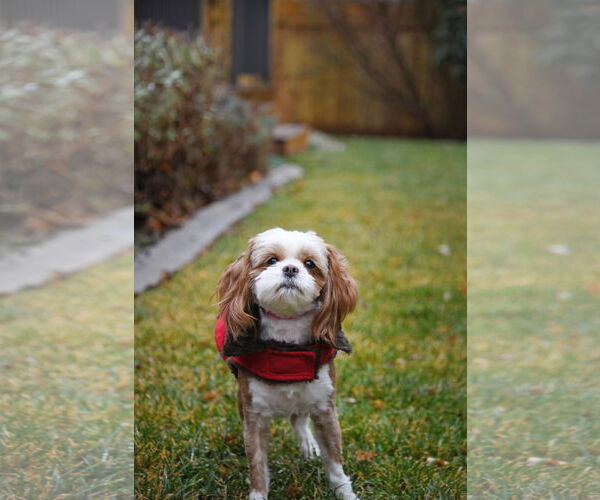 Medium Photo #3 Shih Tzu-Unknown Mix Puppy For Sale in Sandy, UT, USA